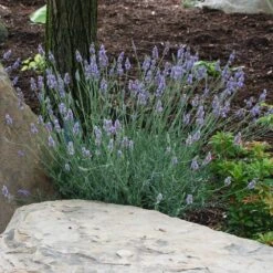 Sensational™ Lavender -Geen Shop Sensational Lavender 9 BB