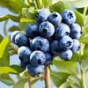 Sharpblue Blueberry Bush -Geen Shop Sharpblue Blueberry 600x600 ff319d19 3a8f 431b abf1 c09ccfc08417