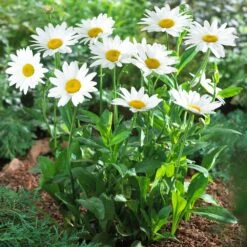 Becky Shasta Daisy -Geen Shop Shasta Daisy Becky 5 FGT