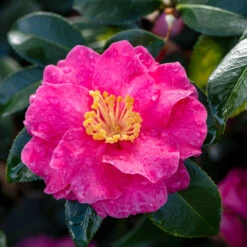 Shi-Shi Gashira Camellia Shrub -Geen Shop ShiSHi Gashira Camellia 2 BB