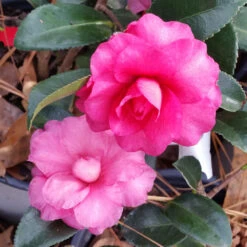 Shi-Shi Gashira Camellia Shrub -Geen Shop ShiSHi Gashira Camellia 6 BB