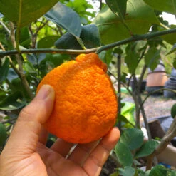 Shiranui Mandarin Tree 7 Shiranui Mandarin Tree -Geen Shop Shiranui Mandarin 1