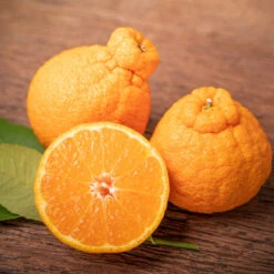 Shiranui Mandarin Tree 6 Shiranui Mandarin Tree -Geen Shop Shiranui Mandarin 3 BB