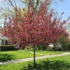 Show Time™ Crabapple Tree -Geen Shop Show Time Crabapple BB 600x600 2805d84c 262b 4d44 a989 704db37070b1