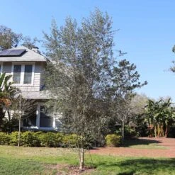 Sikitita Olive Tree -Geen Shop Sikitata olive 2