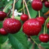 Skeena Cherry Tree -Geen Shop Skeena Cherry bb 600X600 e6f97acf c414 4f6e 9d43 a05b4a98b0bd