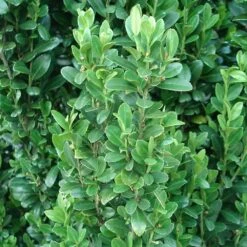 Sky Pencil Holly Tree -Geen Shop Sky Pencil Holly 2 BB