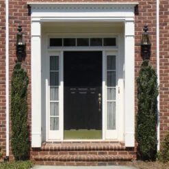 Sky Pencil Holly Tree -Geen Shop Sky Pencil Holly 3 BB