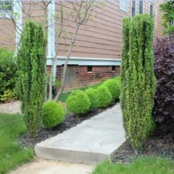 Sky Pencil Holly Tree -Geen Shop Sky Pencil Holly 6 BB