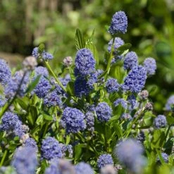 Skylark California Lilac -Geen Shop Skylark California Lilac 3 FGT