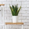 Snake Plant 2 Snake Plant -Geen Shop Snake Plant BB 600x600 194f30ef 9fee 4d9b 81bb b02644539a47
