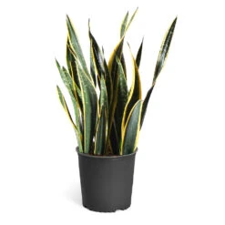 Snake Plant 25 Snake Plant -Geen Shop Snake Plant standard pot