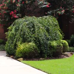 Snow Fountains® Weeping Cherry Tree -Geen Shop Snow Fountains Weeping Cherry 2 BB