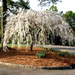 Snow Fountains® Weeping Cherry Tree -Geen Shop Snow Fountains Weeping Cherry 7 BB