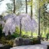 Snow Fountains® Weeping Cherry Tree 2 Snow Fountains® Weeping Cherry Tree -Geen Shop Snow Fountains Weeping Cherry BB 600x600 5ef2a055 859d 4759 8a9f 68a636eab62a