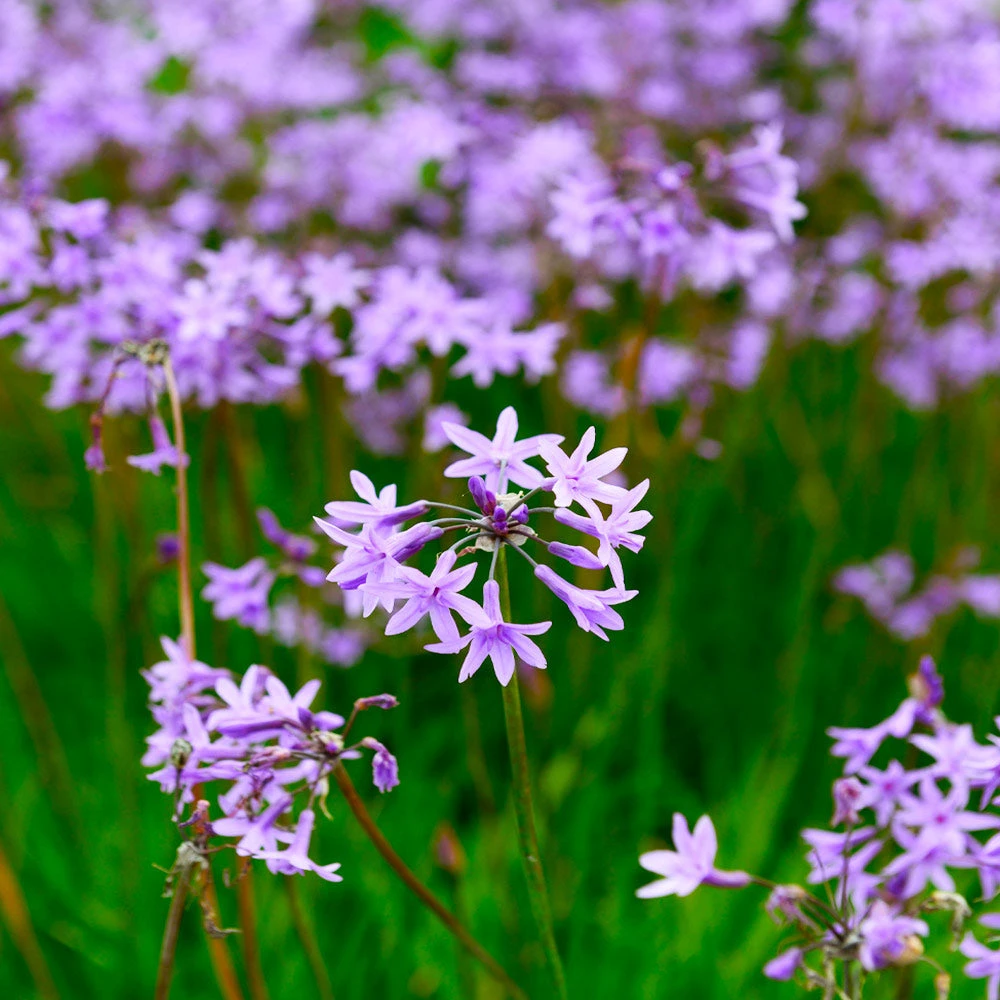 Society Garlic Plant 4 Society Garlic Plant - Image 2