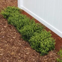 Soft Touch Holly Shrub 7 Soft Touch Holly Shrub -Geen Shop Soft Touch Holly2