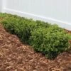 Soft Touch Holly Shrub 2 Soft Touch Holly Shrub -Geen Shop Soft Touch Holly BB 600x600 87cee59e 31b2 47b8 a3d8 15c7bf83c7e8