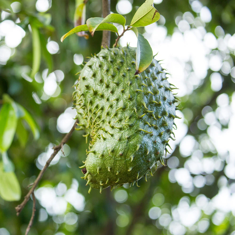 Soursop 'Guanabana' Tree 4 Soursop 'Guanabana' Tree - Image 2