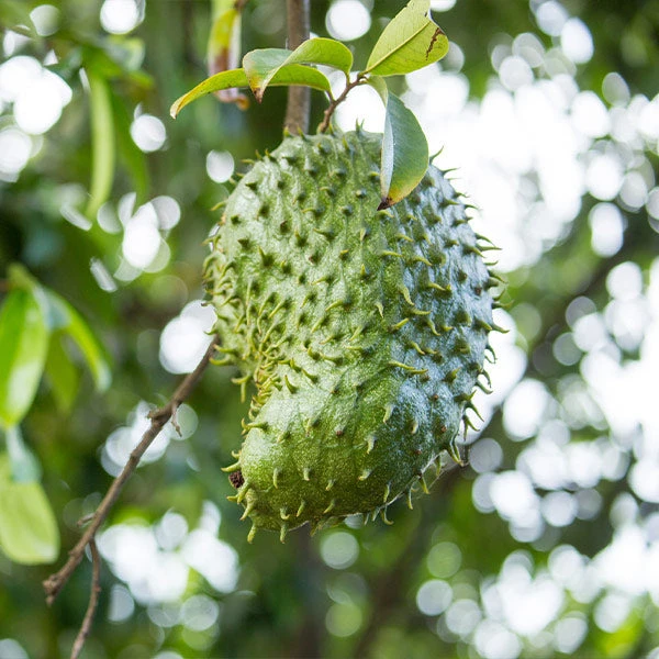 Soursop 'Guanabana' Tree 3 Soursop 'Guanabana' Tree