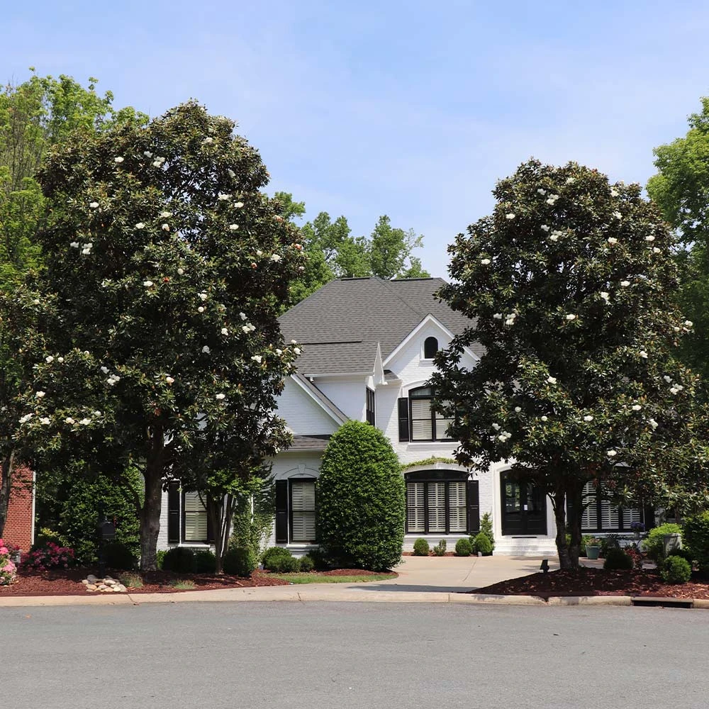 Southern Magnolia Tree 4 Southern Magnolia Tree - Image 2