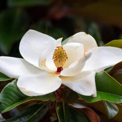 Southern Magnolia Tree 9 Southern Magnolia Tree -Geen Shop Southern Magnolia 7 BB