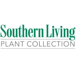 Jubilation™ Gardenia Shrub 11 Jubilation™ Gardenia Shrub -Geen Shop Southn Living 1000x1000 3ddbc7f9 cea9 43ac a4ef 803cdf15da99