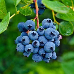 Spartan Blueberry Bush