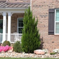 Spartan Juniper Tree -Geen Shop Spartan Juniper 8