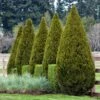 Spartan Juniper Tree 2 Spartan Juniper Tree -Geen Shop Spartan Juniper BB 600x600 b3b6bb65 e39a 4544 9e8d 23e16cb449d5
