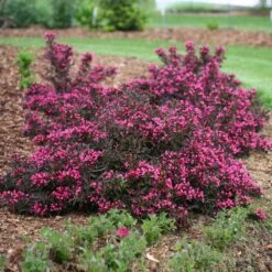 Spilled Wine® Weigela Shrub 9 Spilled Wine® Weigela Shrub -Geen Shop Spilled Wine Weigela 1 BB