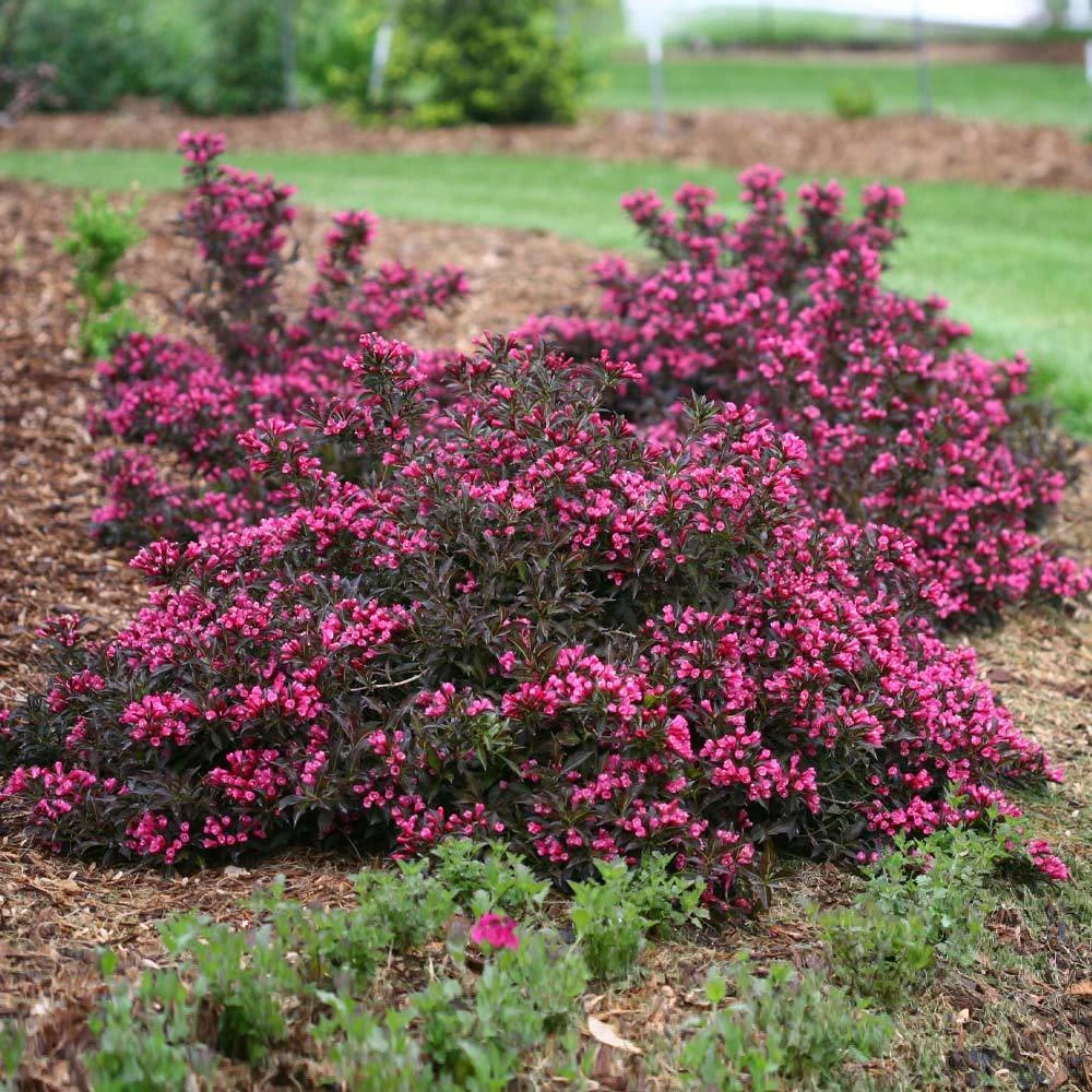 Spilled Wine® Weigela Shrub 5 Spilled Wine® Weigela Shrub - Image 3