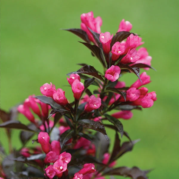 Spilled Wine® Weigela Shrub