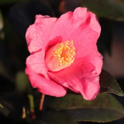 Spring's Promise Camellia Shrub -Geen Shop Springs Promise Camellia 2 BB