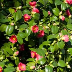 Spring's Promise Camellia Shrub -Geen Shop Springs Promise Camellia 5