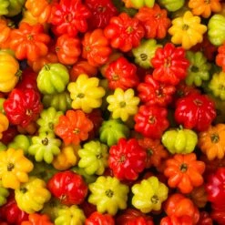 Star Cherry Tree (Pitanga) -Geen Shop Star Cherry 6 BB