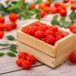 Front Page -Geen Shop Star Cherry BB 9