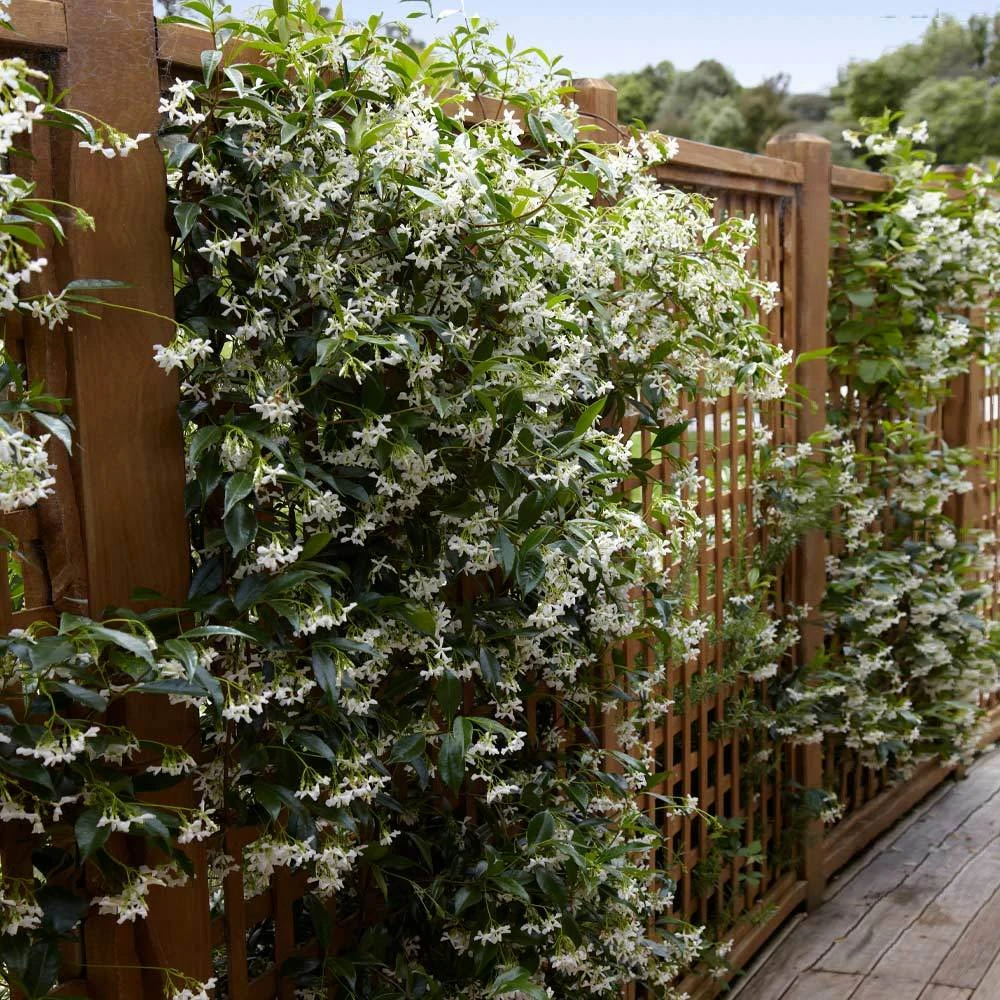 Star Jasmine Vine 4 Star Jasmine Vine - Image 2