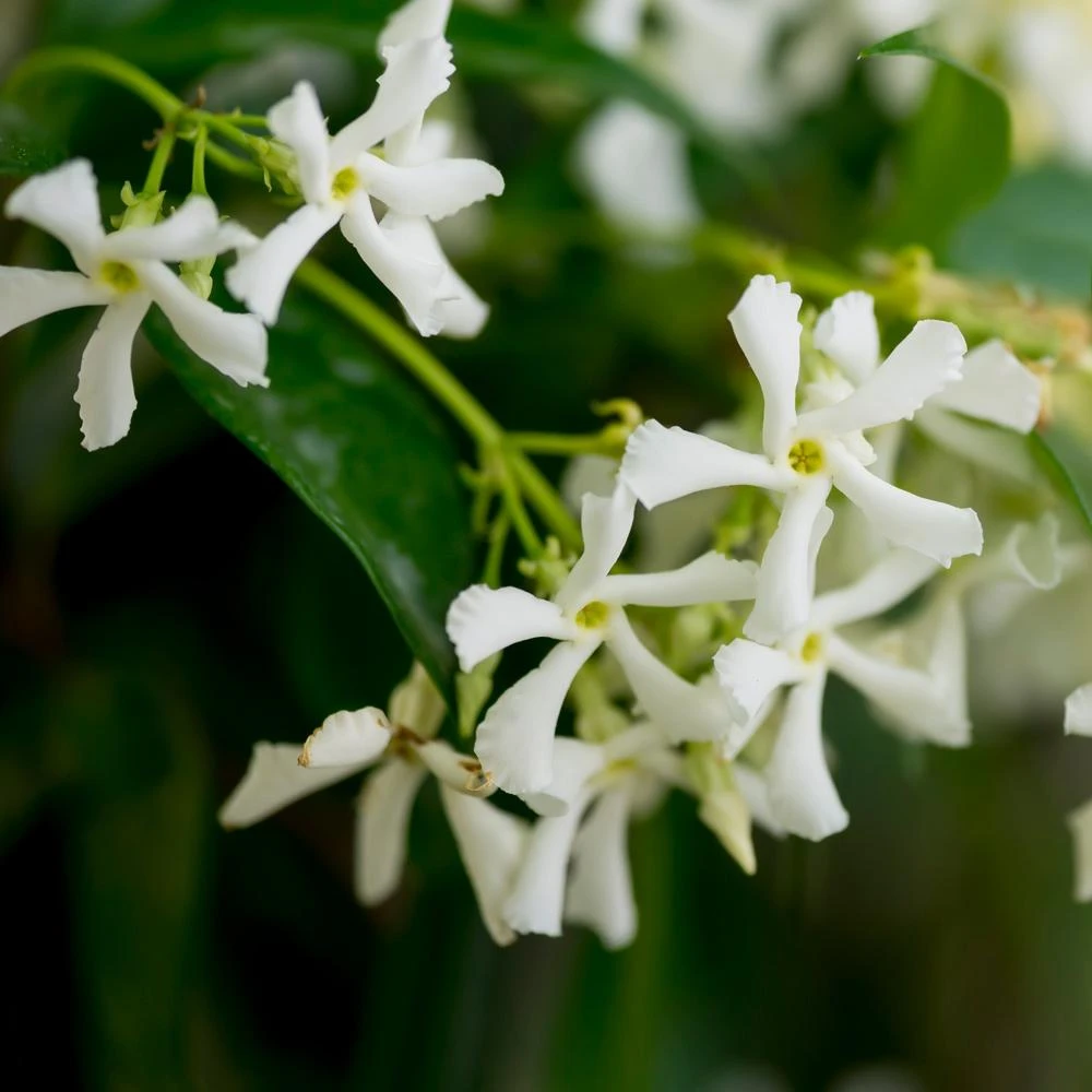 Star Jasmine Vine 5 Star Jasmine Vine - Image 3