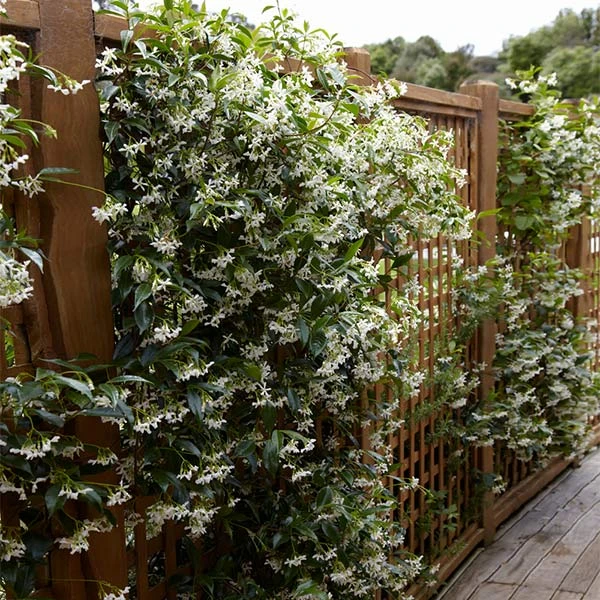 Star Jasmine Vine 3 Star Jasmine Vine