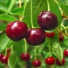 Stella Cherry Tree 1 Stella Cherry Tree -Geen Shop Stella Cherry Tree BB 600x600 df78b82b 8f63 4b86 a0c8 9e45cf2a25fe