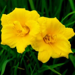 Stella D'Oro Daylily 8 Stella D'Oro Daylily -Geen Shop Stella De Oro Daylily 2 BB