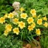 Stella D'Oro Daylily