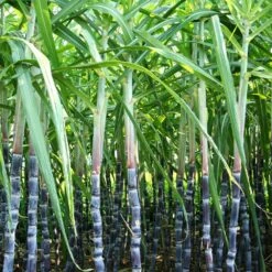 Sugar Cane Plant 10 Sugar Cane Plant -Geen Shop Sugar Cane 6 BB