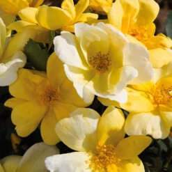 Sunny Knock Out® Rose -Geen Shop Sunny knockout rose Shrub 11 BB