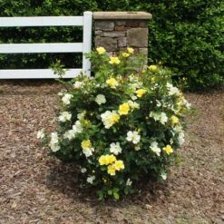 Sunny Knock Out® Rose -Geen Shop Sunny knockout rose Shrub 2 BB