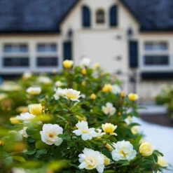 Sunny Knock Out® Rose -Geen Shop Sunny knockout rose Shrub 4 BB