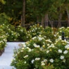 Sunny Knock Out® Rose -Geen Shop Sunny knockout rose Shrub BB 600x600 24339b2f a1e8 4bcb ae1f 5162abb3ab5c