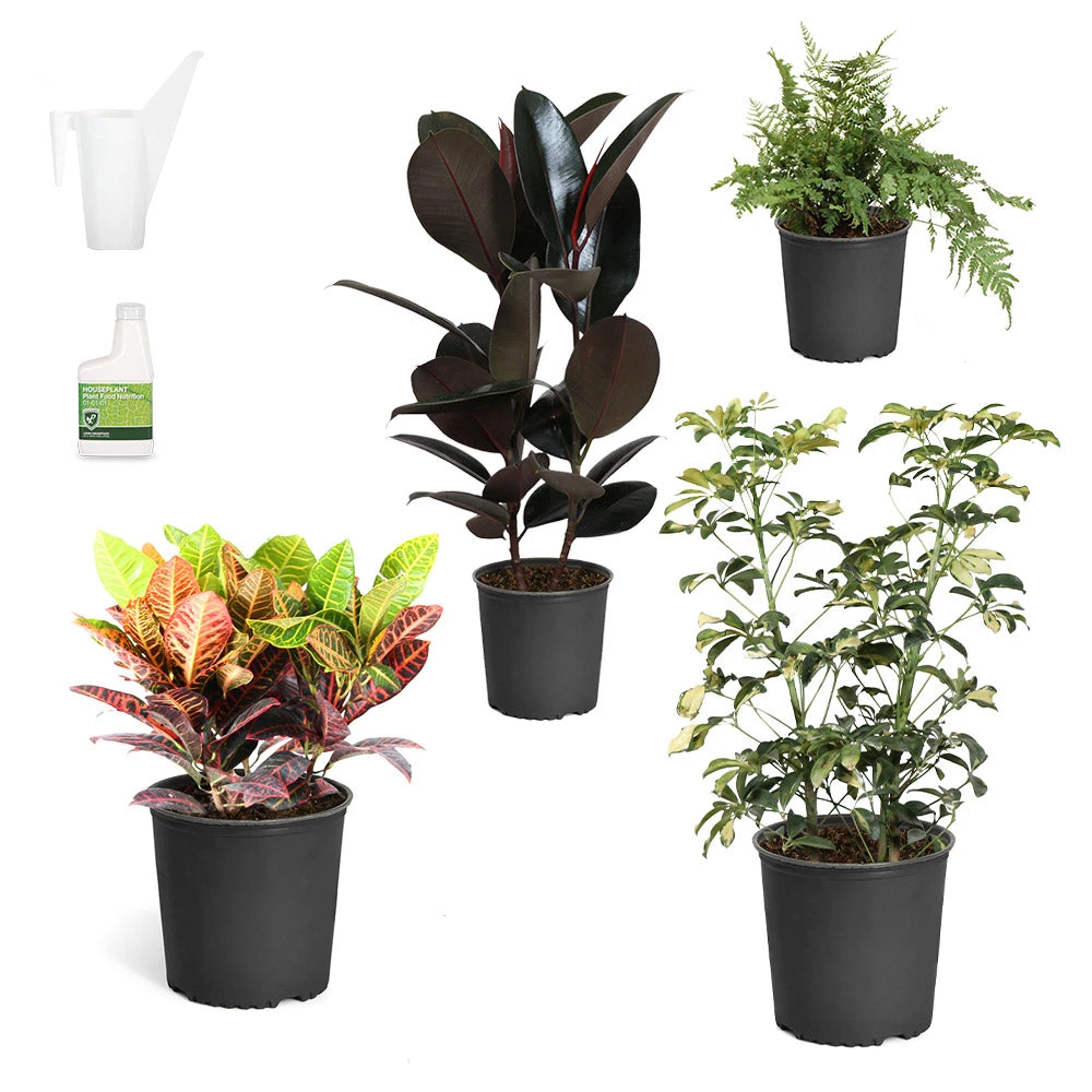 Sunset Hues House Plant Kit 4 Sunset Hues House Plant Kit - Image 2