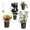 Sunset Hues House Plant Kit -Geen Shop Sunset Hues 600x600 840d0daf 5fd6 430a 8d29 4a4fcb3d85e5
